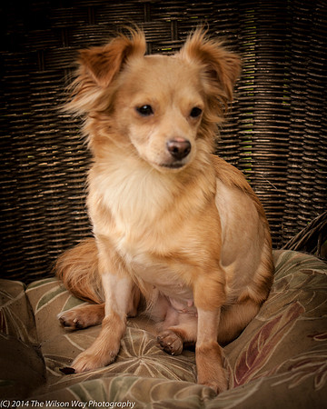 Foster Malibu-2203