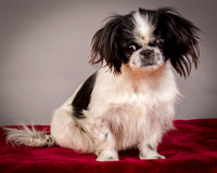Foster Gypsy Rose-7694