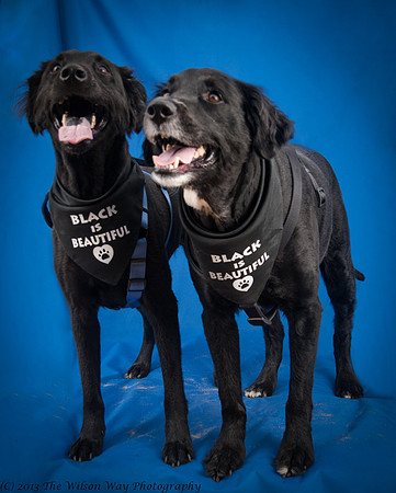 Denver and Huck-9365