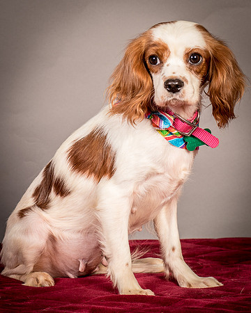 Foster josephina-3970