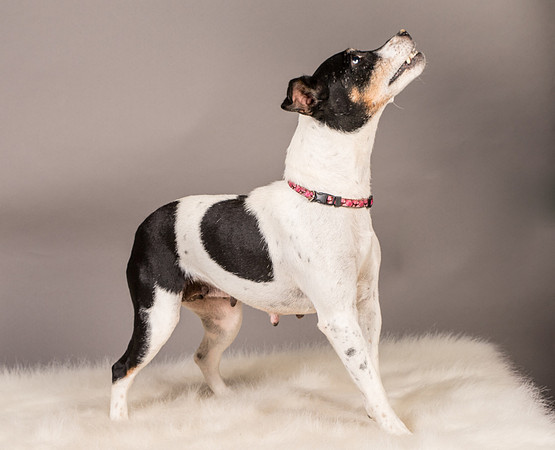 Foster Pollyanna-3886
