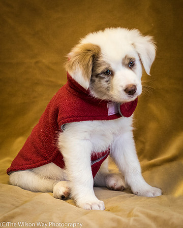Foster Lisanna-0373