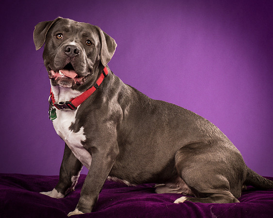 Daisy and Renegade-2574