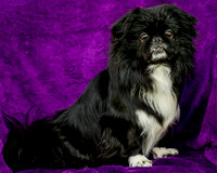 Foster Prince-0734