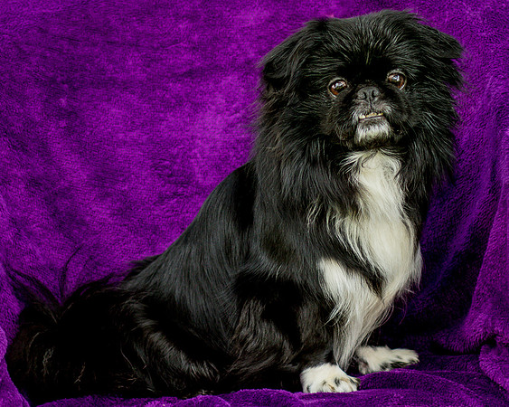 Foster Prince-0734