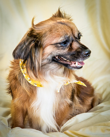 Foster Petunia-9317