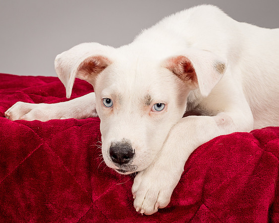 Foster Alvin-4785