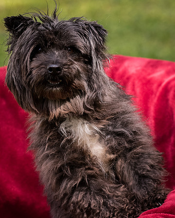 Foster Sammy-8394