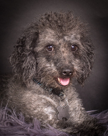Foster Mokey-1391