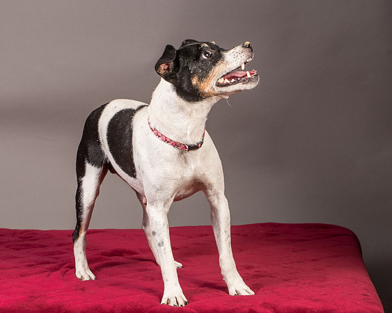 Foster Pollyanna-3844
