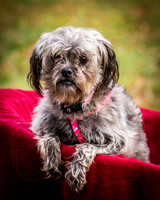 Foster Giada-2731