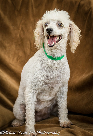 Foster Betty White-3107