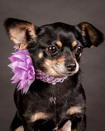 Foster Pansy-9284