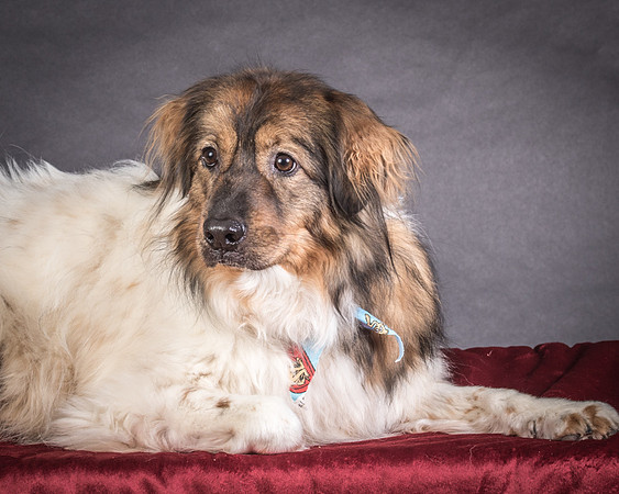 Foster Kai-8391
