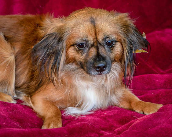 Foster Petunia-9370