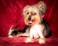 Foster Minerva-0760