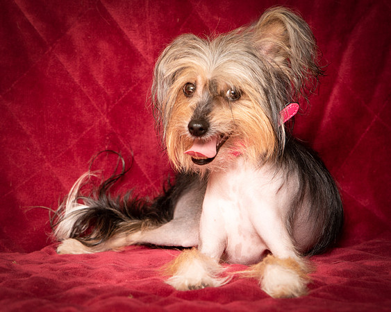 Foster Minerva-0760