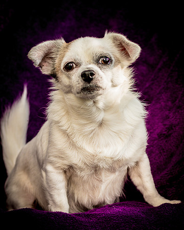Foster Petey-0088