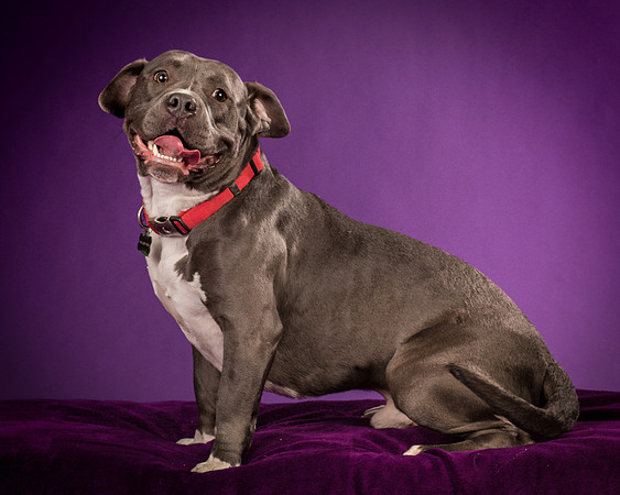 Daisy and Renegade-2565