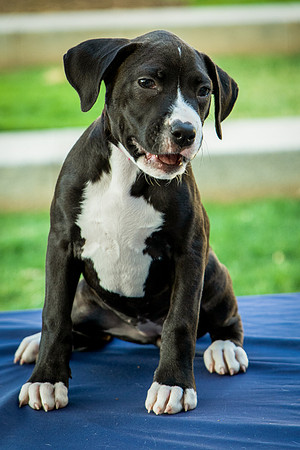Foster Lola-9917