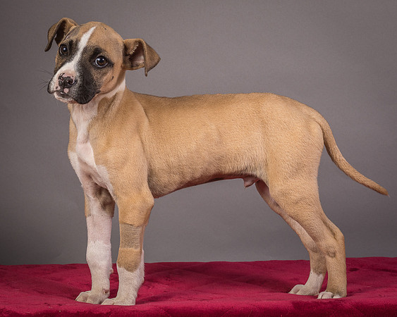 Foster Barnabas-4543