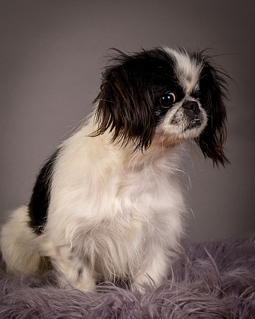 Foster Gypsy Rose-7847