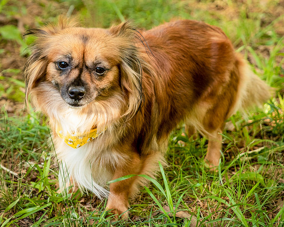 Foster Petunia-9451