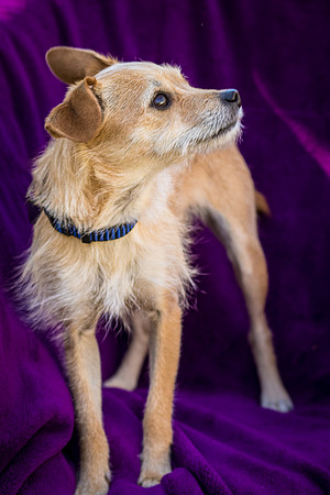 Foster Dipsy-9226