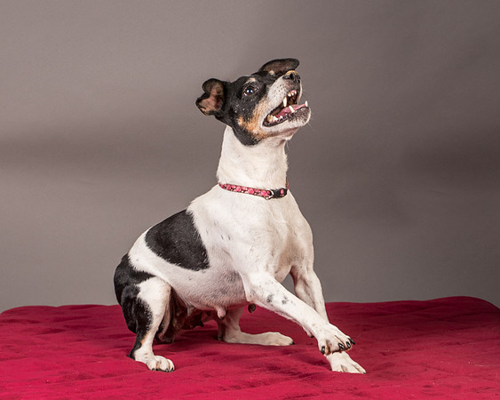 Foster Pollyanna-3841