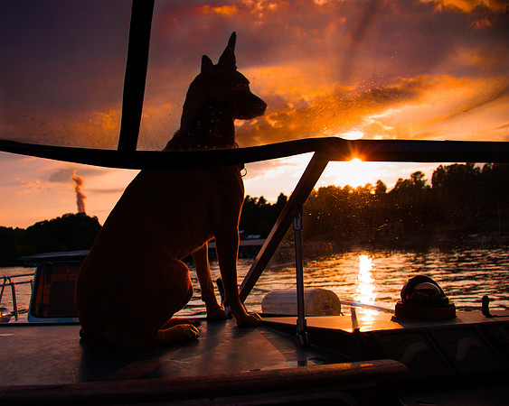Roxy on boat-1484