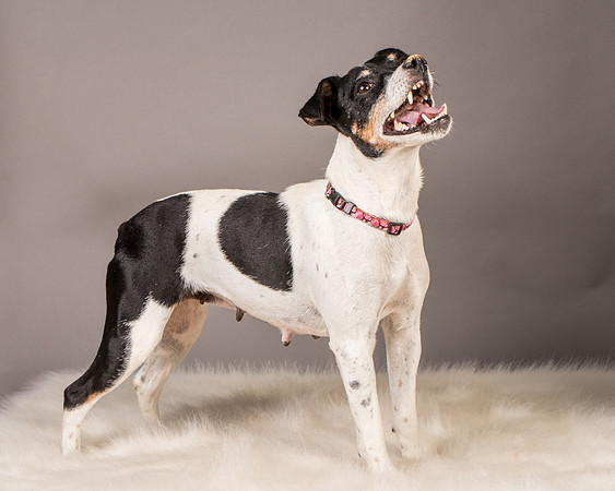 Foster Pollyanna-3924