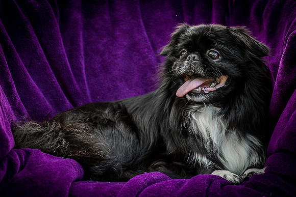 Foster Prince-0992