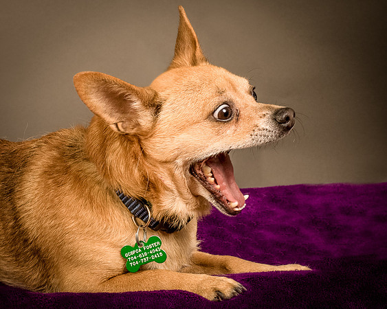 Foster Dobby-8162