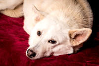Foster Apache-0523