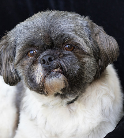 Foster Misha-8470