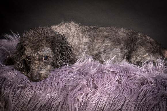 Foster Mokey-1364