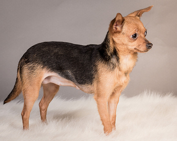 Foster Pixie-3453