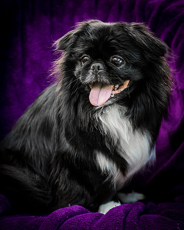 Foster Prince-0985