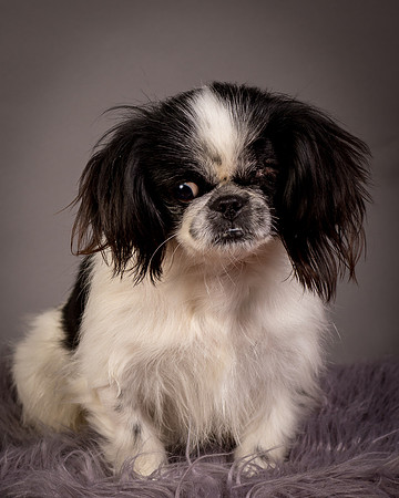 Foster Gypsy Rose-7860