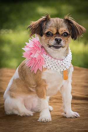 Foster Missy-0544