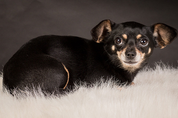 Foster Pansy-9382