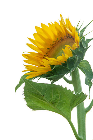 sunflowers-2132