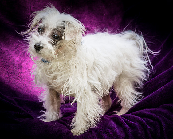 Foster Zuzu-6392