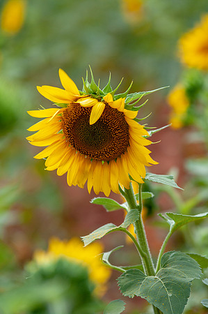 sunflowers-8723