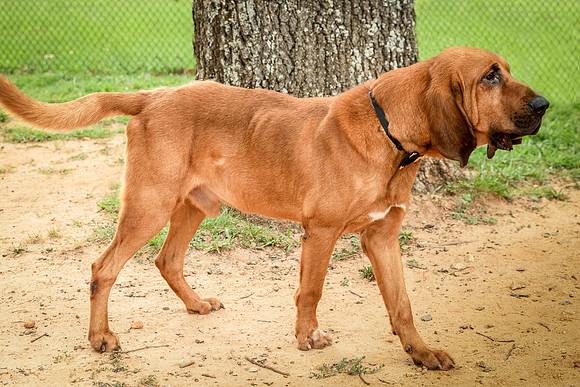 Roscoe-0456