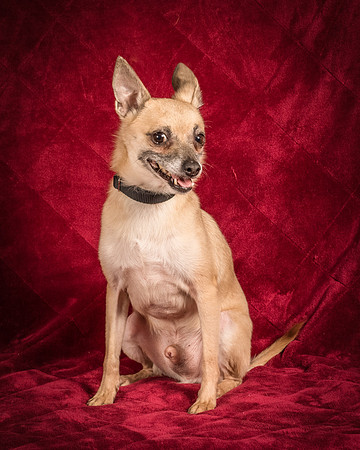 Foster Kiwi-8336