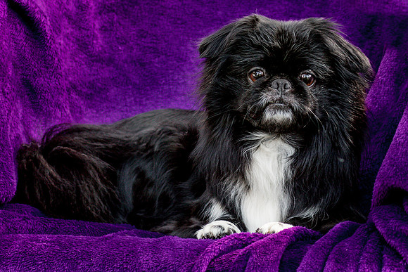 Foster Prince-0821