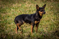 Foster Peanut-2850