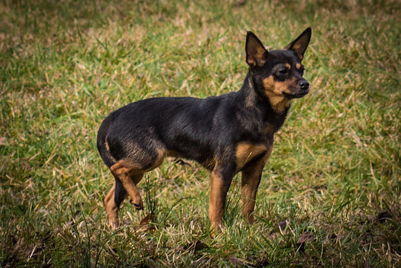 Foster Peanut-2850