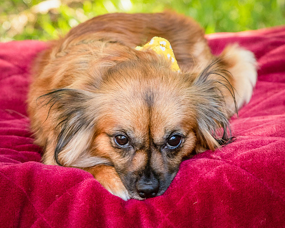 Foster Petunia-9273